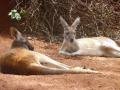 Two 'roos chillin' under the sun