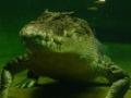 A terrifyingly huge croc