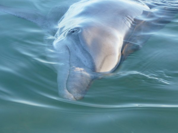 A wild dolphin at Monkey Mia