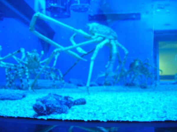 Spider Crab - HUGE!