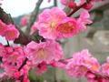 Kiyomizudera Plum Blossoms