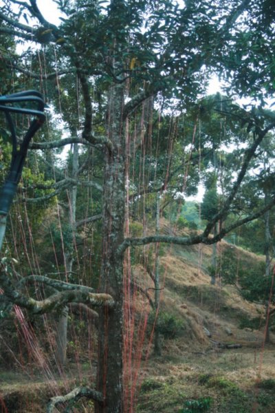 03 Durian Tree