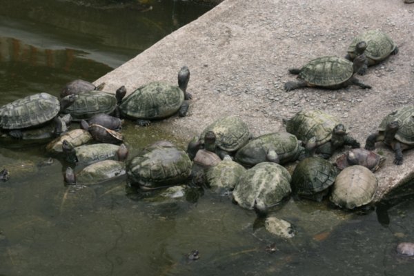 03 Turtle Pool