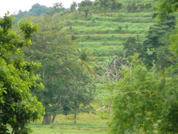 08 Rural Langkawi