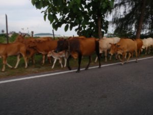 00 Langkawi Traffic jam