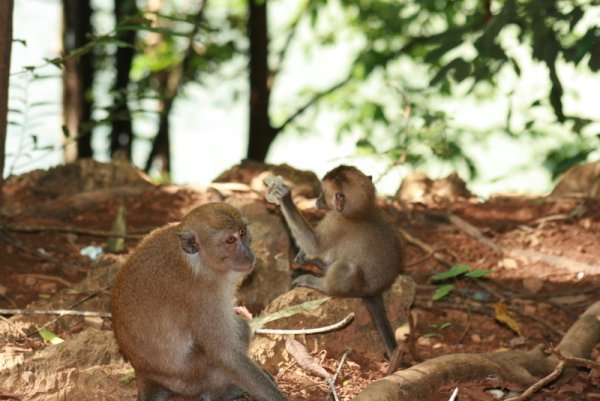 11 A family of macaques