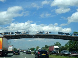 00 Cows crossing the motorway