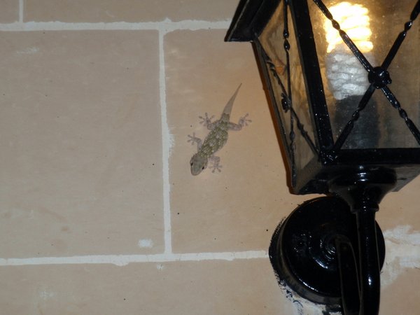 31 Gecko on wall