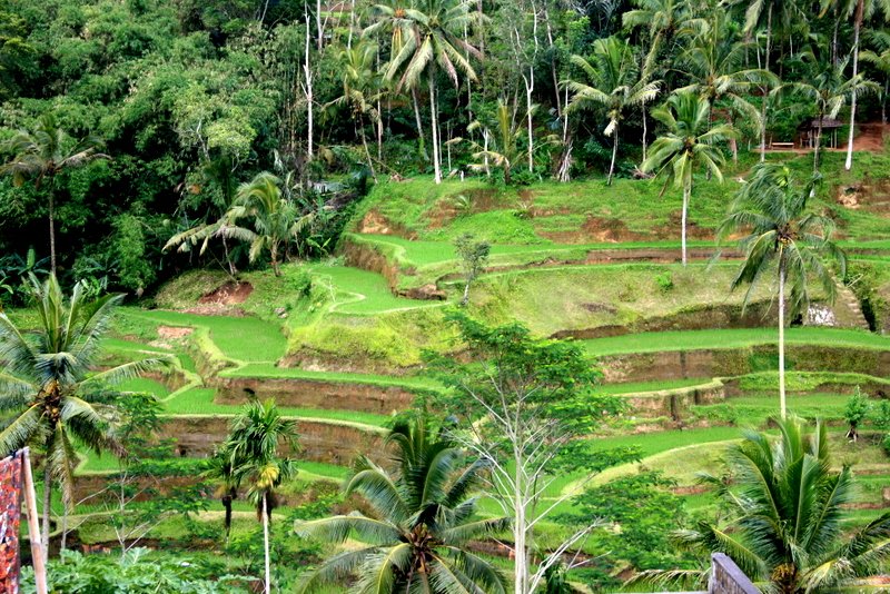 17 Terraced rice paddies