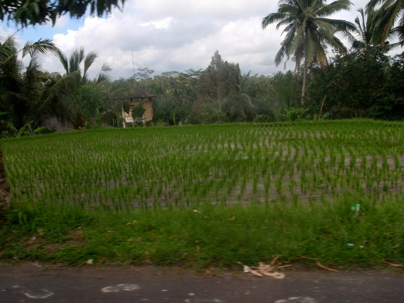 21 More rice paddies