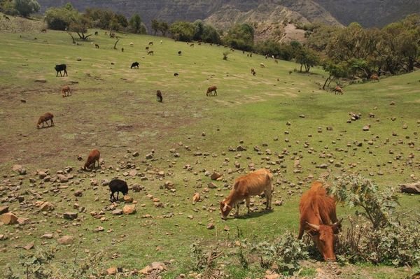 Farming on the Simien Mountains, Ethiopia