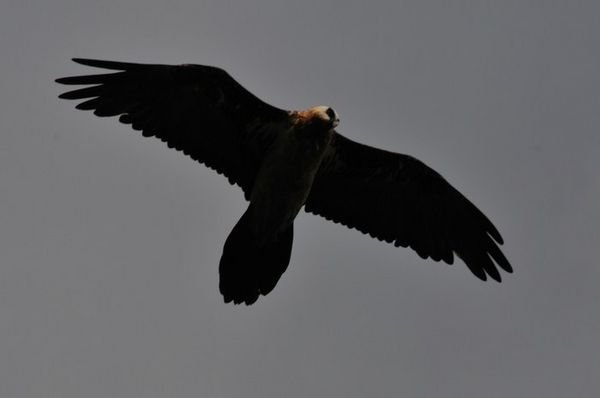 Raptor soaring through the Simien Mountains, Ethiopia