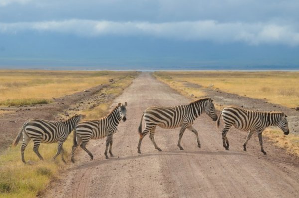 Zebra Crossing - Ngorongoro Crater, Tanzania