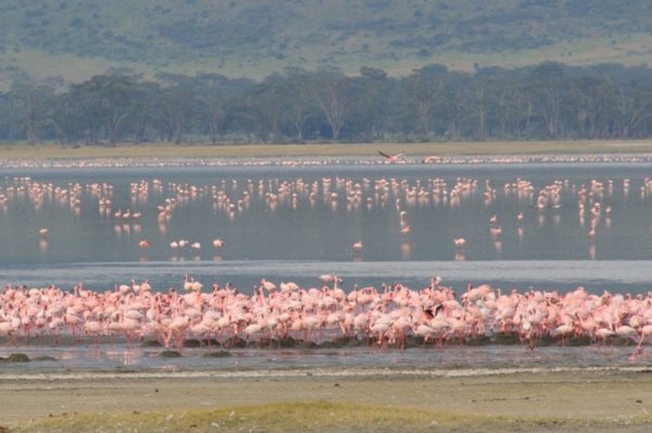 Flocks of pink flamingos - Ngorongoro Crater, Tanzania