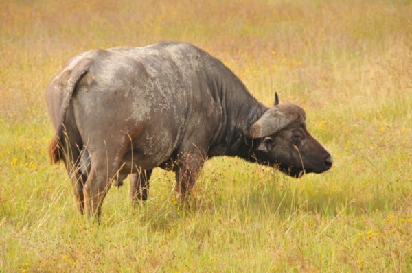 Water buffalo - Ngorongoro Crater, Tanzania