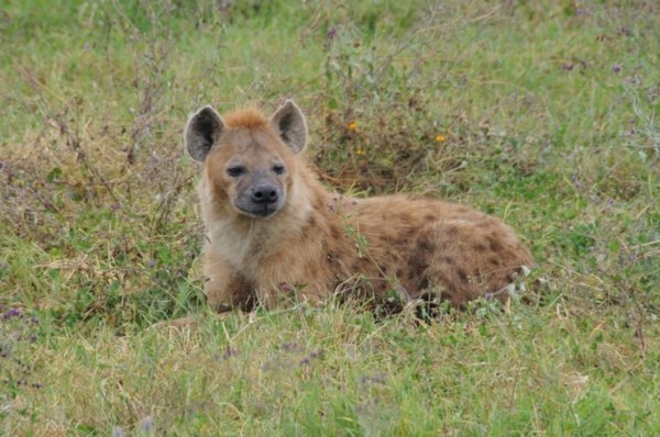 Spotted Hyena - Ngorongoro Crater, Tanzania