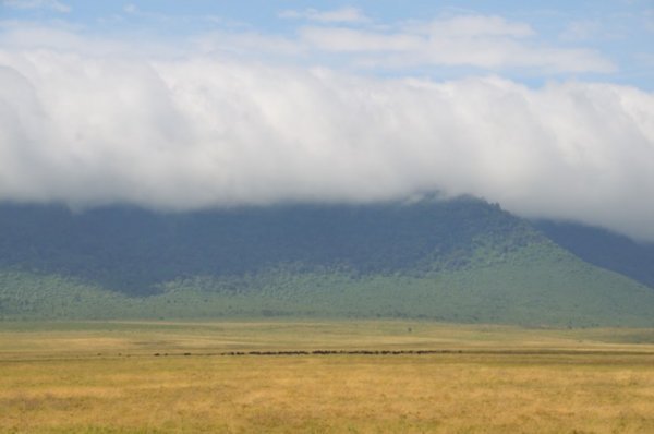 Wildebeest beneath the cloud-covered escarpment - Ngorongoro Crater, Tanzania