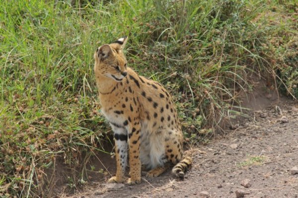 Serval cat - Ngorongoro Crater, Tanzania