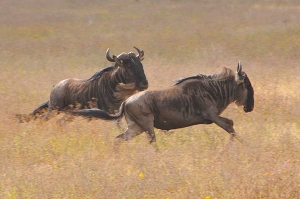 Running Wildebeest - Ngorongoro Crater, Tanzania