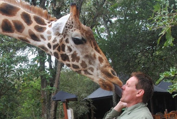 The moment of truth - Langata Giraffe Centre, near Nairobi, Kenya