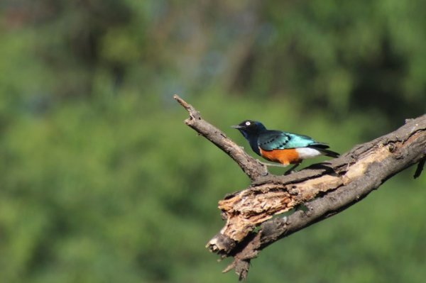 Vibrant coloured birdlife - Samburu National Reserve, Kenya