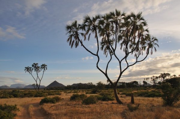 Morning beauty at Samburu National Reserve, Kenya