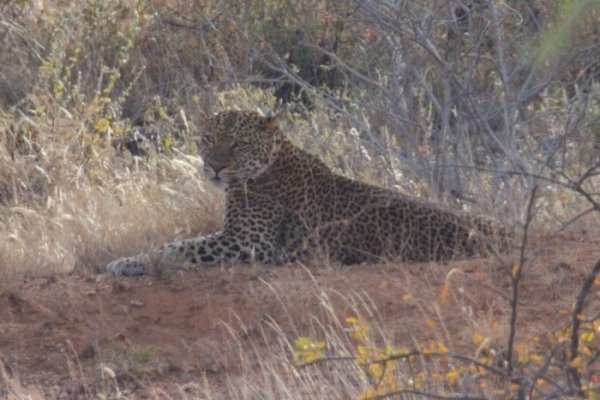 The elusive leopard - Samburu National Reserve, Kenya
