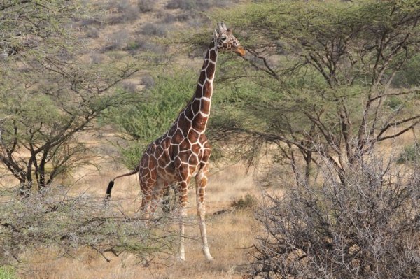 Reticulated Giraffe - Samburu National Reserve, Kenya