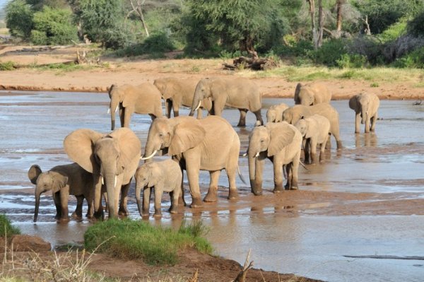 Elephant river crossing - Samburu National Reserve, Kenya