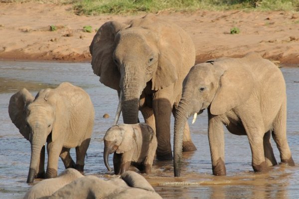 The herd proects its baby - Samburu National Reserve, Kenya