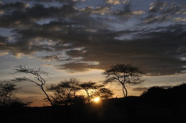 Acacia trees in the sunset - Samburu National Reserve, Kenya