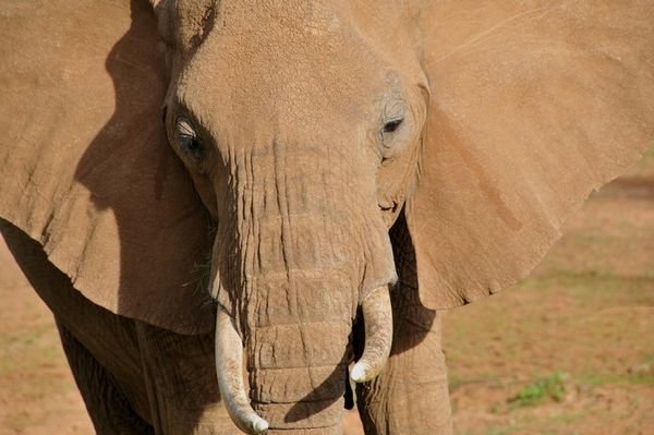 Close to an elephant - Samburu National Reserve, Kenya