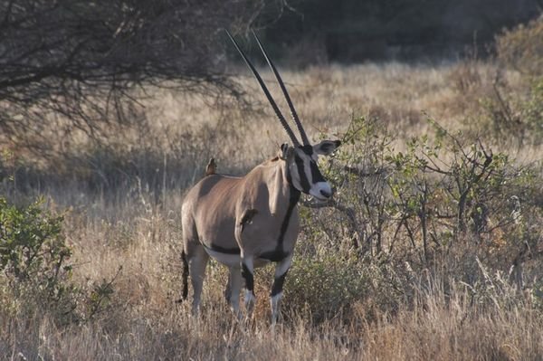 Oryx and birds - Samburu National Reserve, Kenya