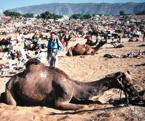 Immersed in a sea of camels, Pushkar