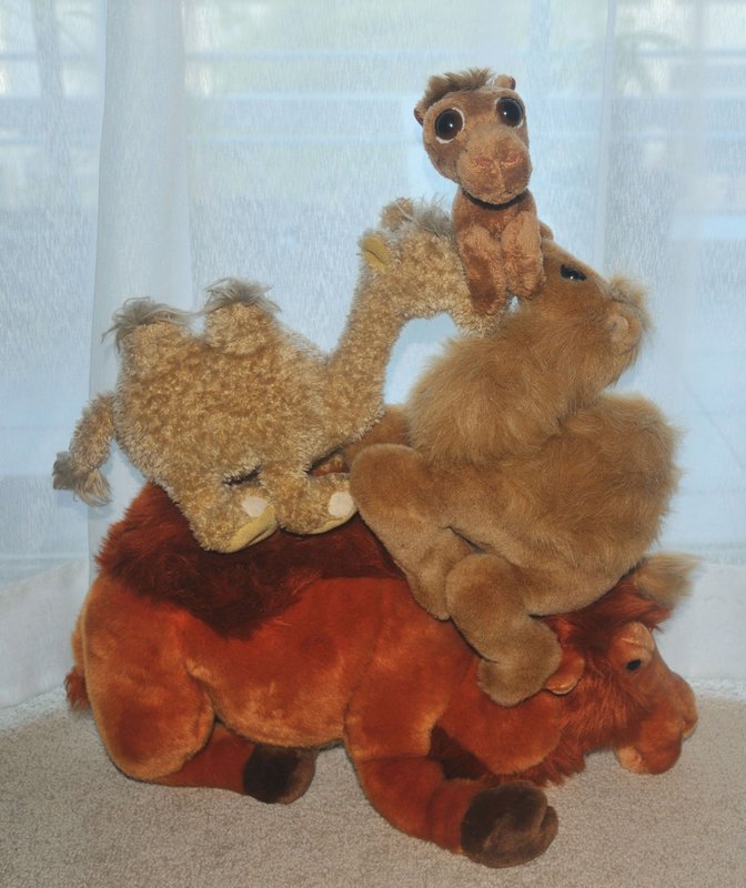 Celebratory Camel Dance
