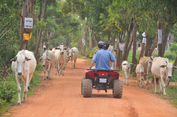 Moving obstacles during quad-biking - Siem Reap, Cambodia