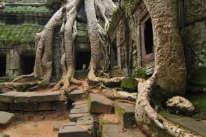 Nature's triumph - Ta Prohm, Siem Reap, Cambodia