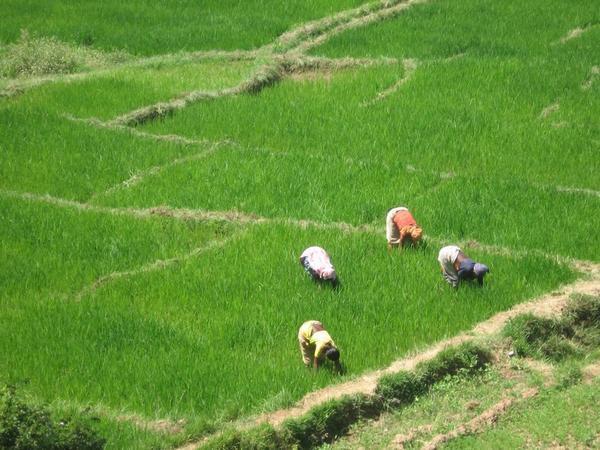 Rice paddies in Hampi