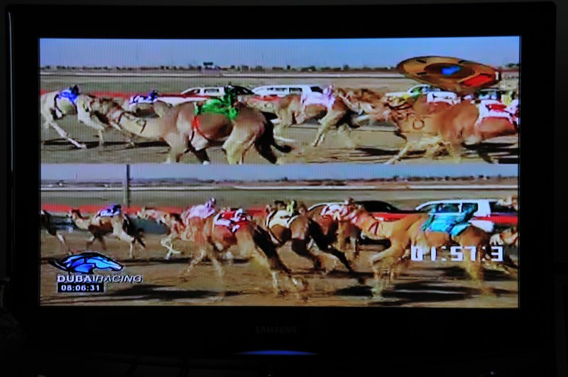 Camel racing on Dubai TV - UAE