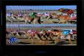 Camel racing on Dubai TV - UAE