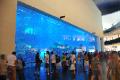 Curious visitors gaze at the Aquarium in Dubai Mall - UAE