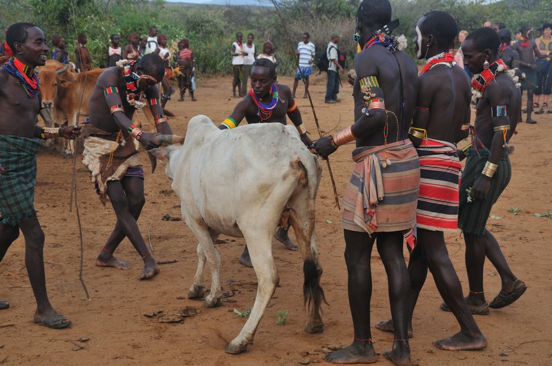 Bulls proving difficult to organise - Hamer initiation ceremony - Turmi, Omo Valley, Ethiopia