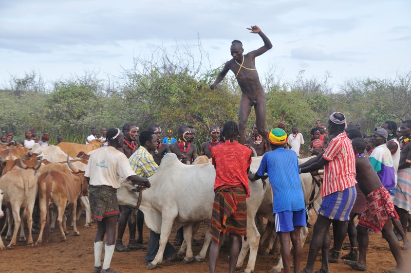 The initiate carefully walks atop the bulls at the Hamer initiation ceremony - Turmi, Omo Valley, Ethiopia