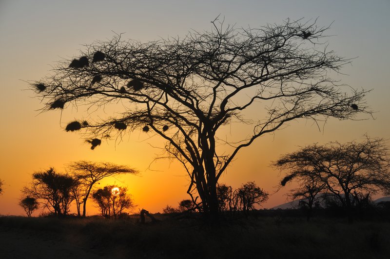 Magnificent sunrise in Samburu National Reserve - Kenya