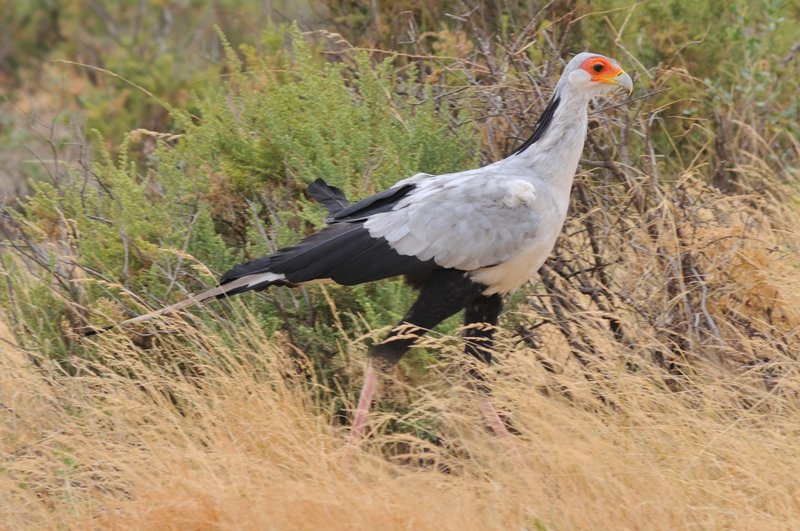 Secretary Bird - Samburu National Reserve, Kenya