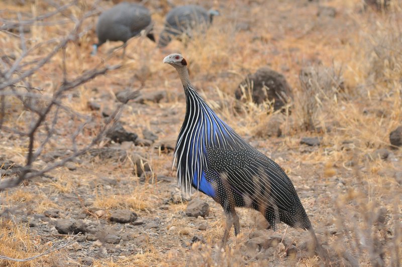 Vulterine Guinea-Fowl - Samburu National Reserve, Kenya