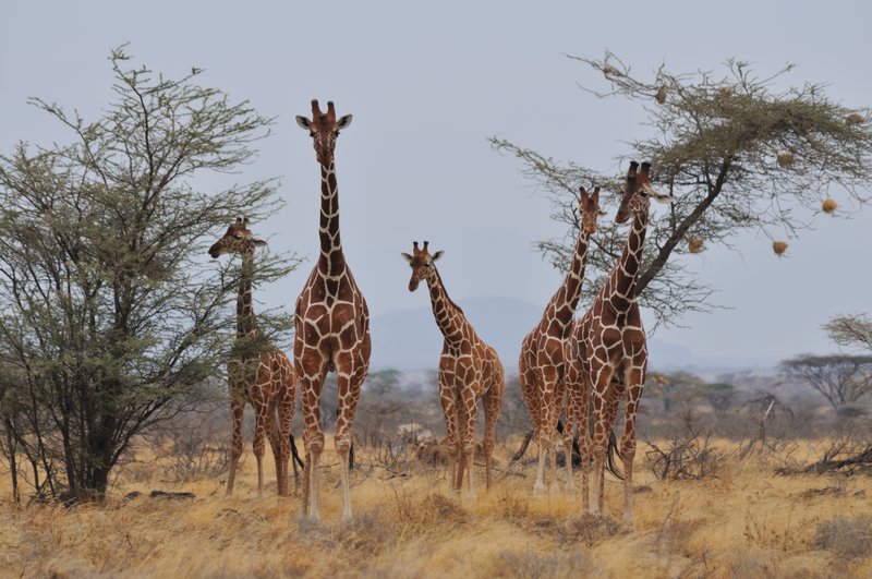 A group of reticulated giraffes - Samburu National Reserve, Kenya