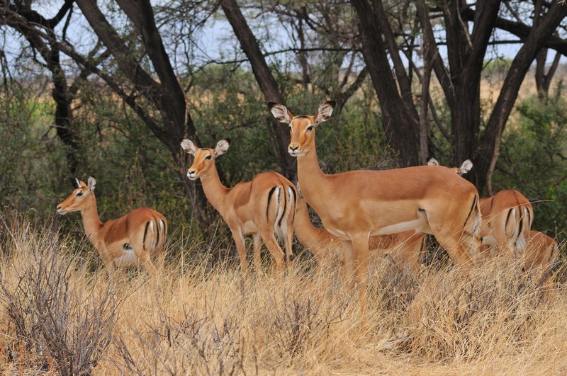 Impala in Samburu National Reserve - Kenya