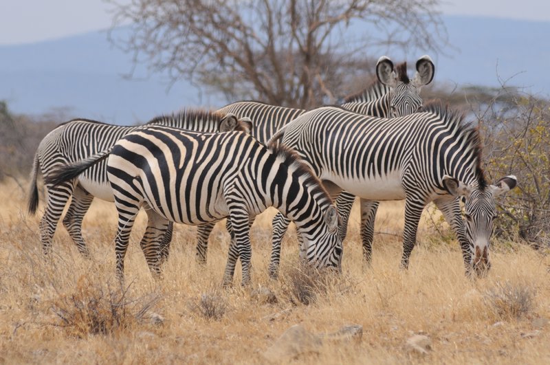 Two types of zebra - Samburu National Reserve, Kenya