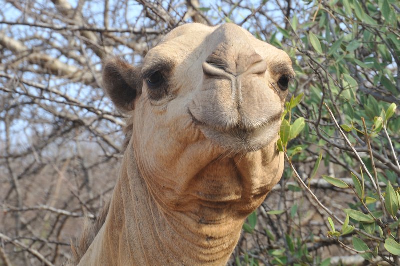 Hello handsome! Camel near Ewaso Lions camp - West Gate Community Conservancy, Kenya